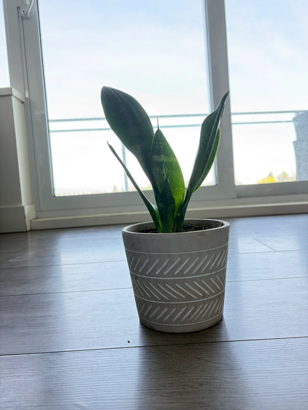 Snake Plant in Decorative Pot - photo 3