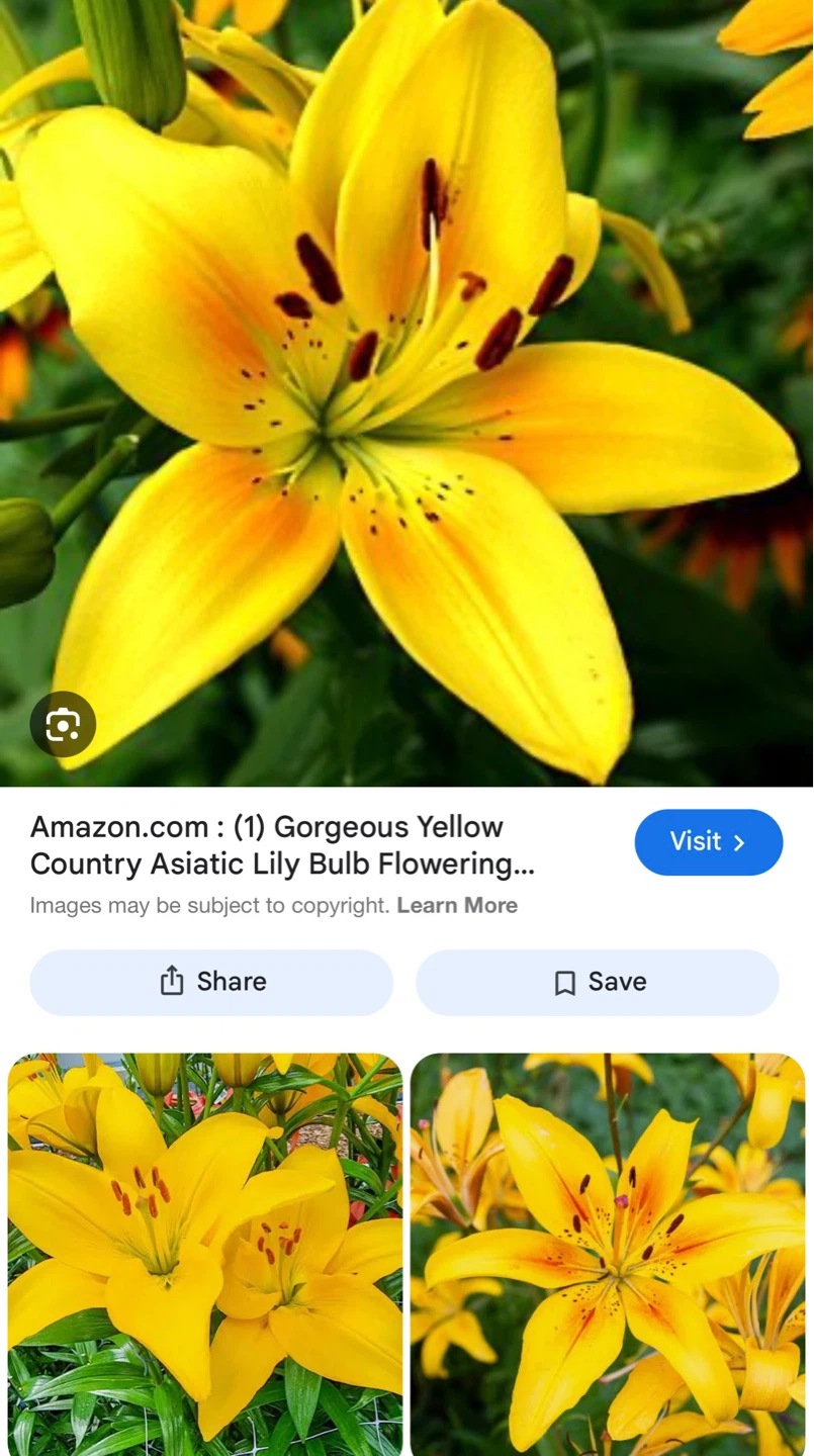 Yellow Lily check more pictures - photo 3