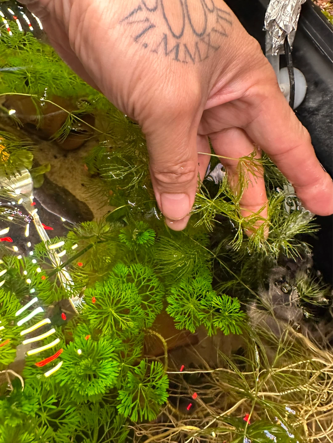 Hornwort - photo 4