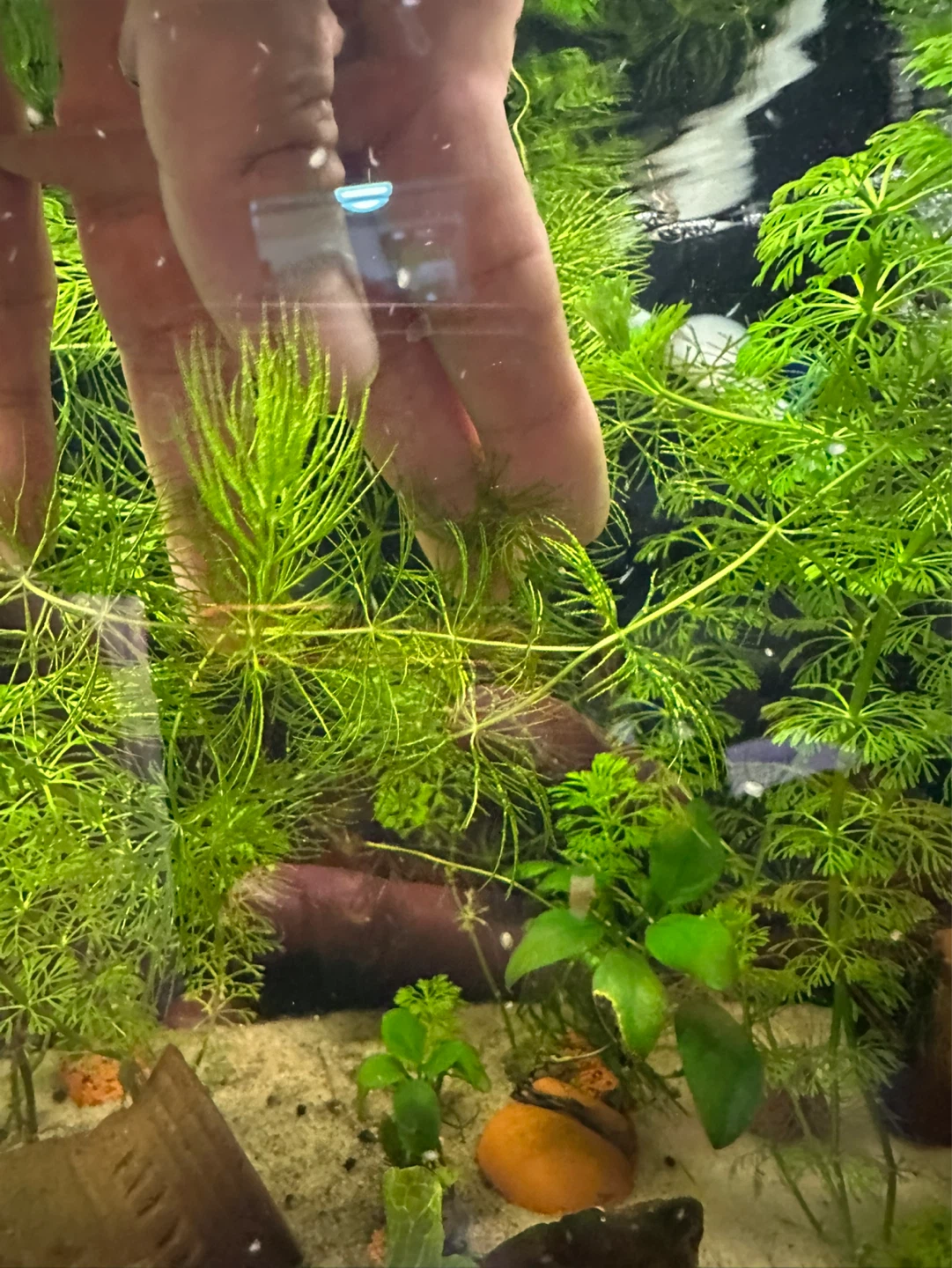 Hornwort