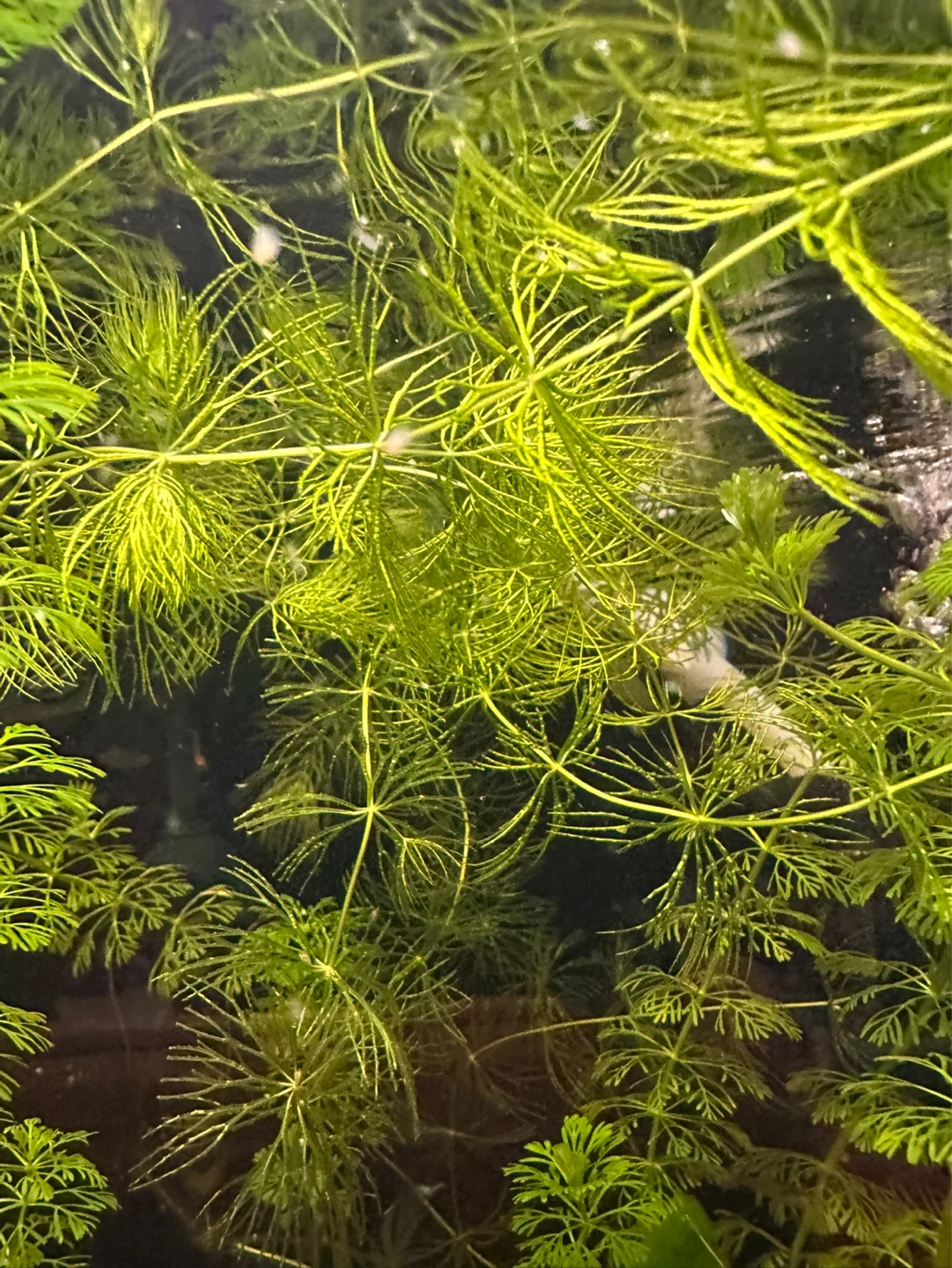 Hornwort - photo 2