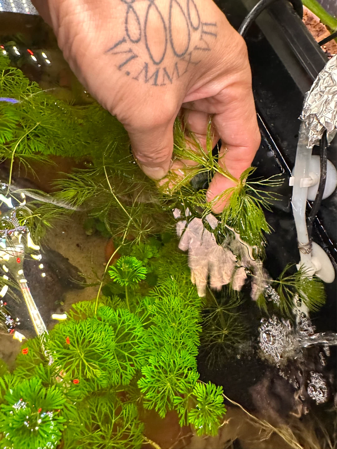 Hornwort - photo 3