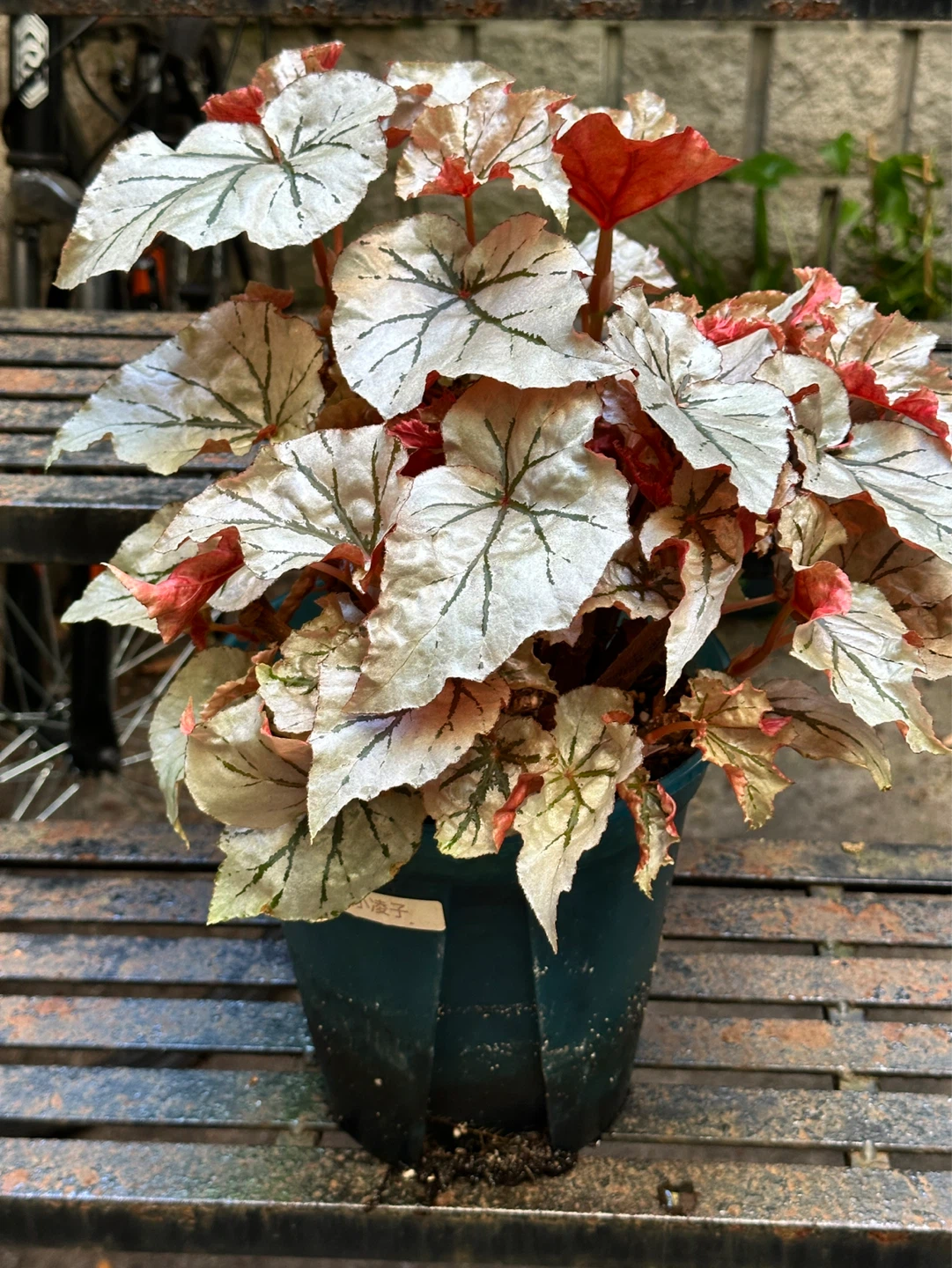 Begonia Looking Glass Plant - photo 2
