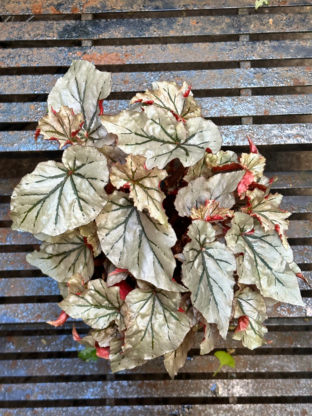 Begonia Looking Glass Plant - photo 3