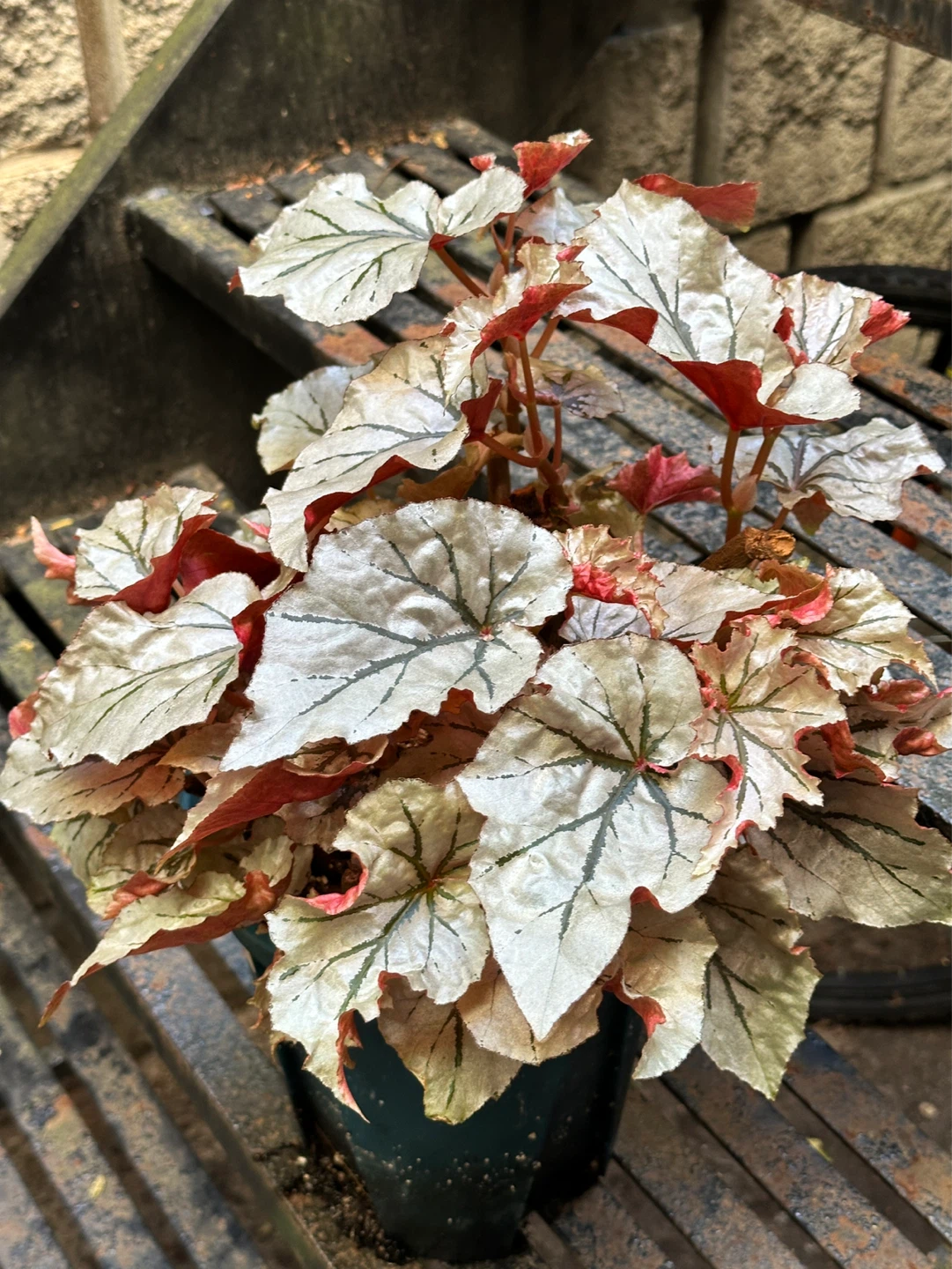 Begonia Looking Glass Plant - photo 5