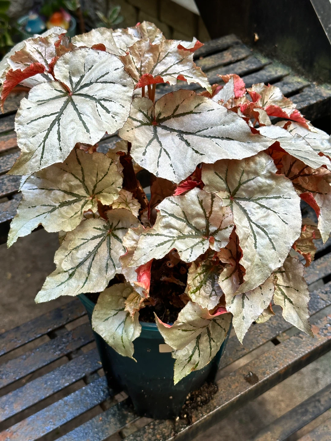 Begonia Looking Glass Plant - photo 4