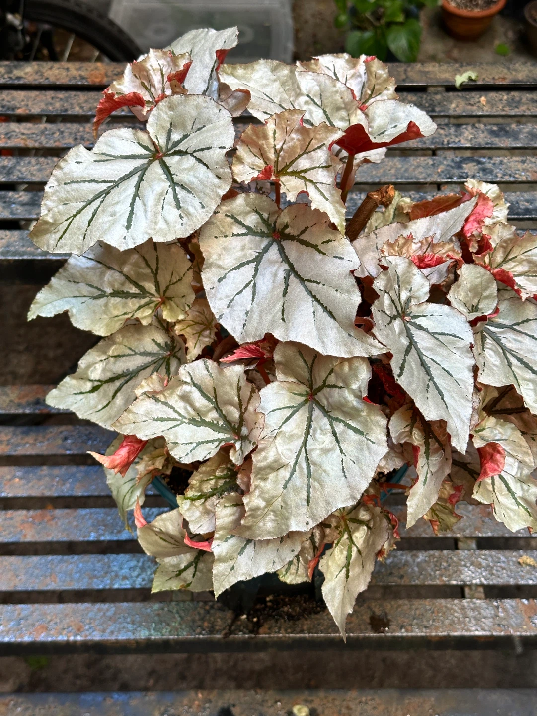 Begonia Looking Glass Plant