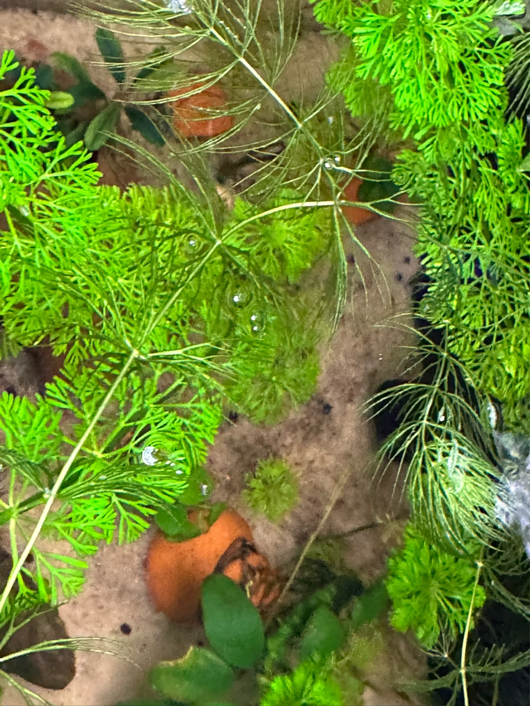 Limnophila sessiliflora - photo 4