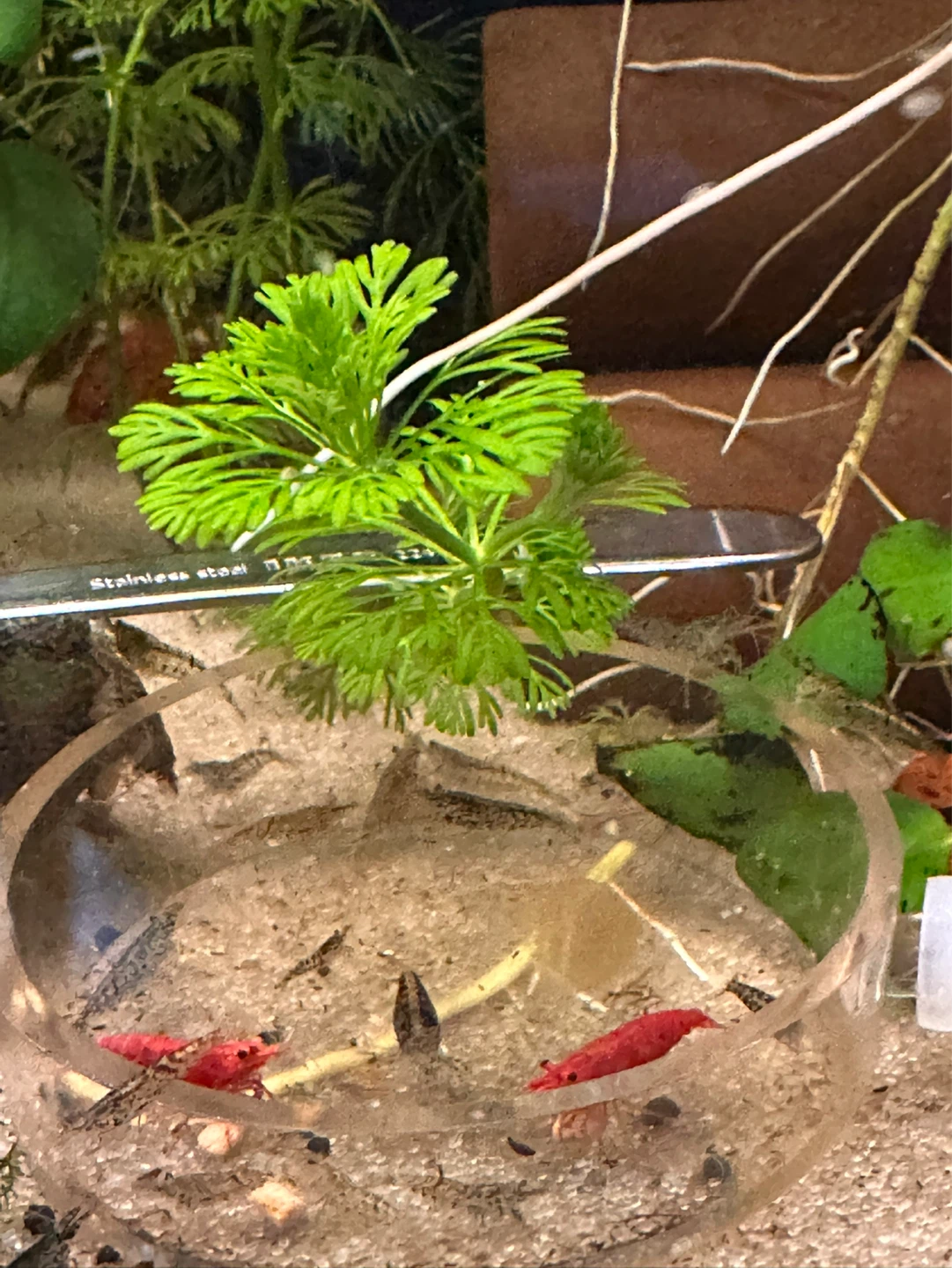 Limnophila sessiliflora - photo 5