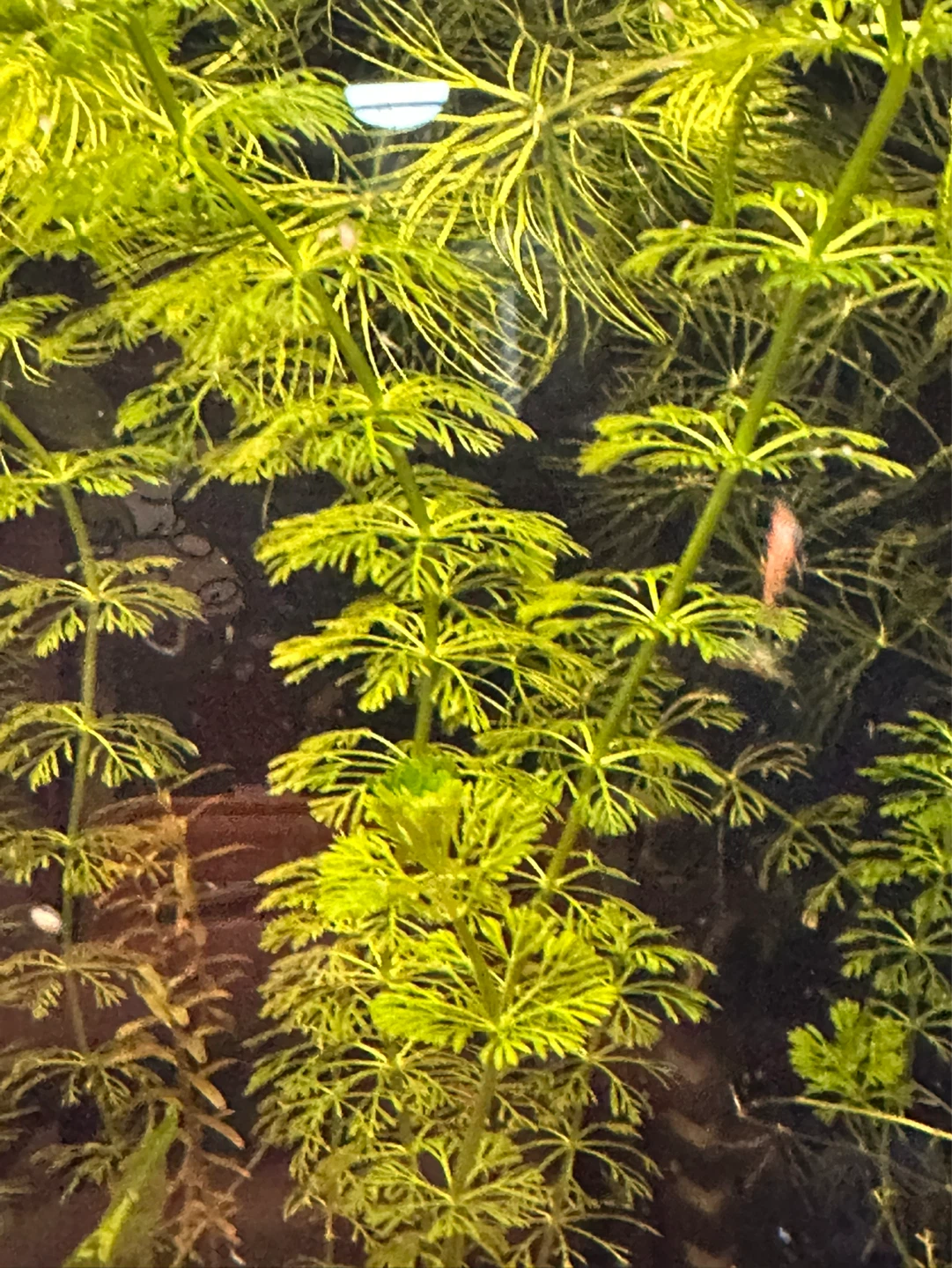 Limnophila sessiliflora - photo 2
