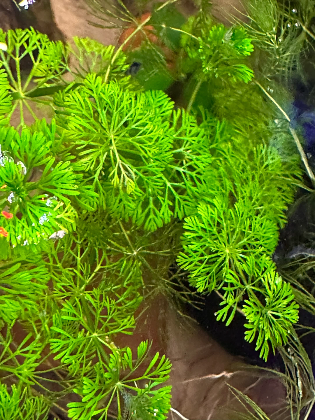 Limnophila sessiliflora