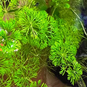 Limnophila sessiliflora