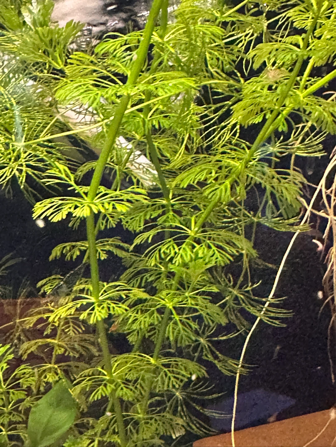 Limnophila sessiliflora - photo 3