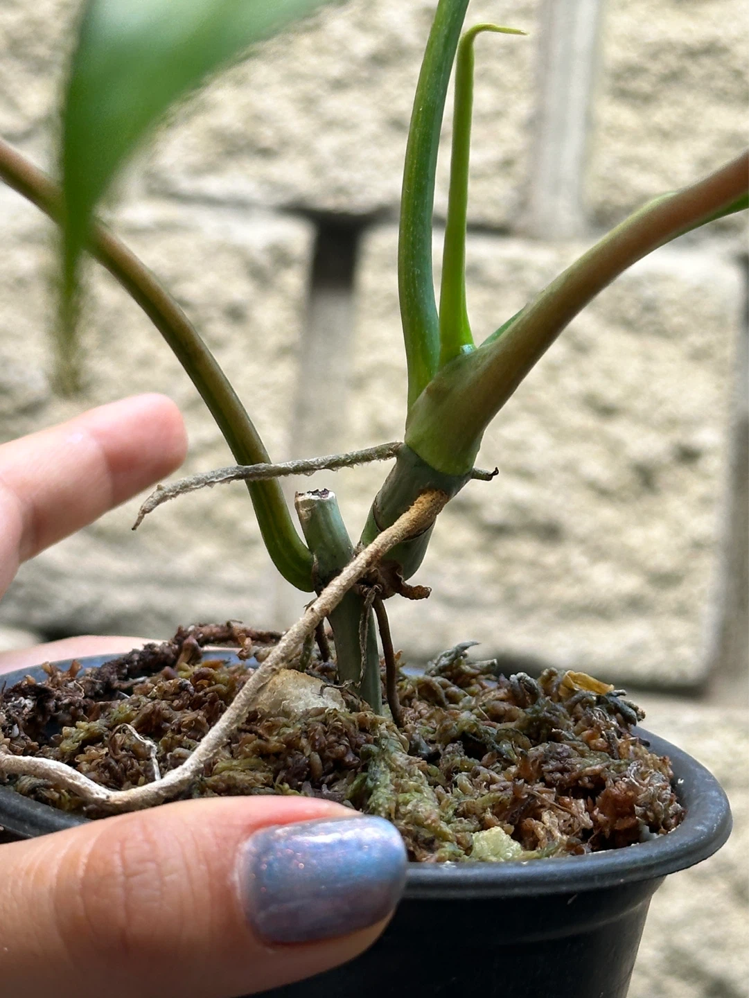 Philodendron Kitina Plant - photo 3