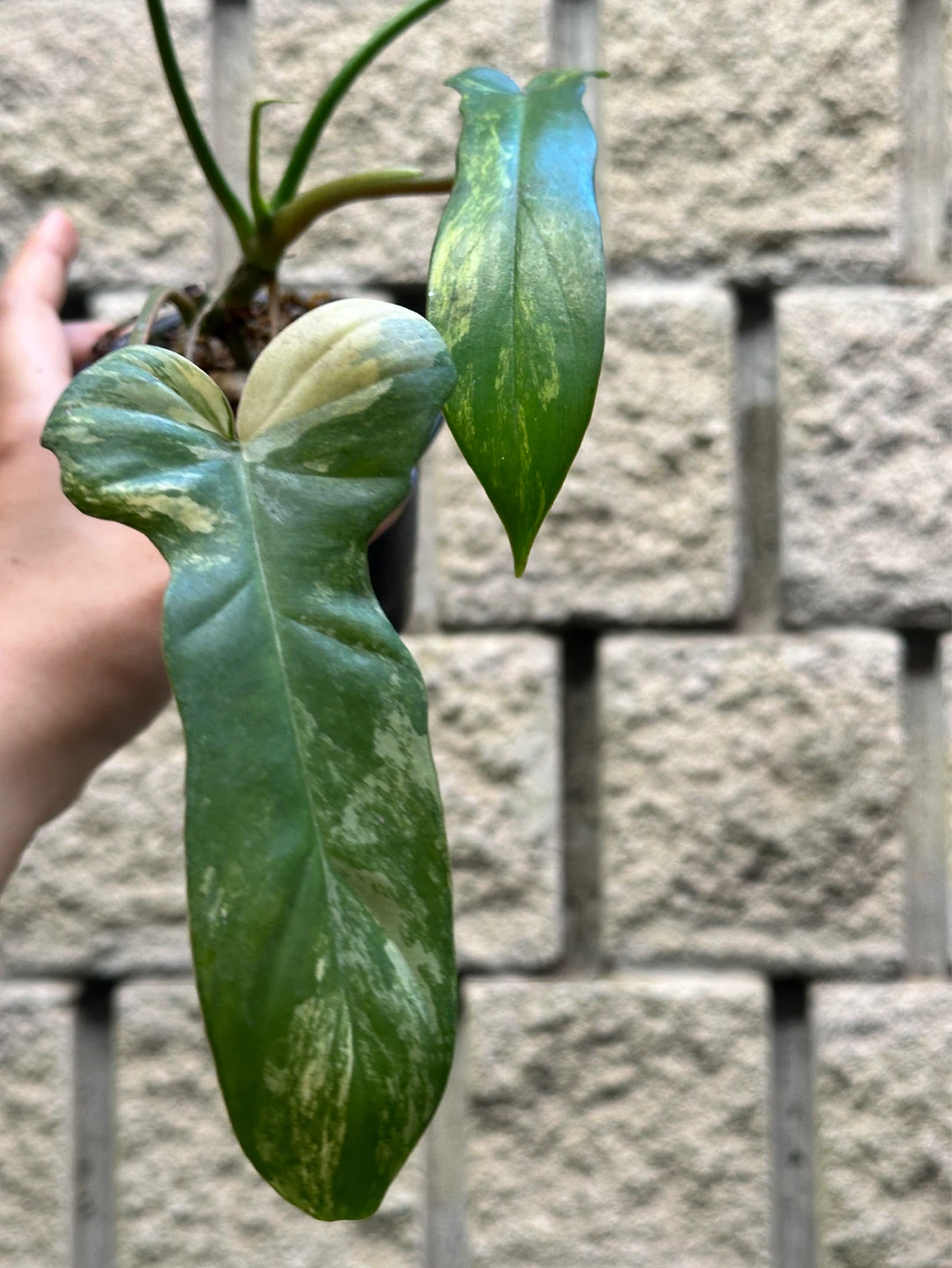 Philodendron Kitina Plant - photo 4