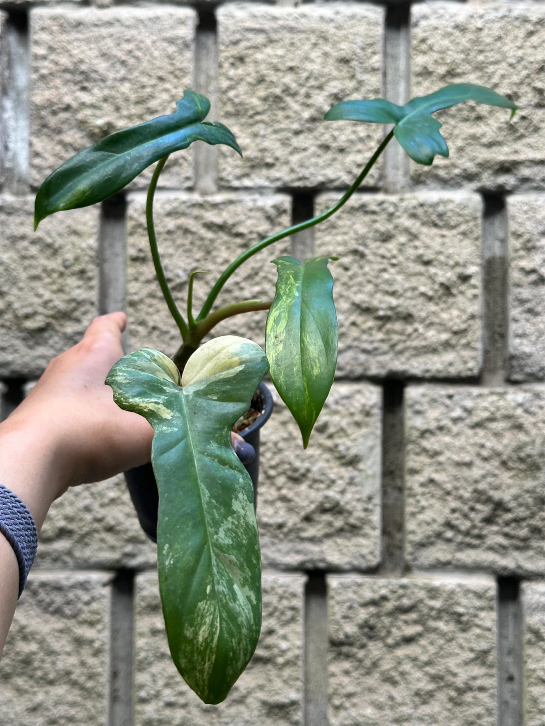 Philodendron Kitina Plant