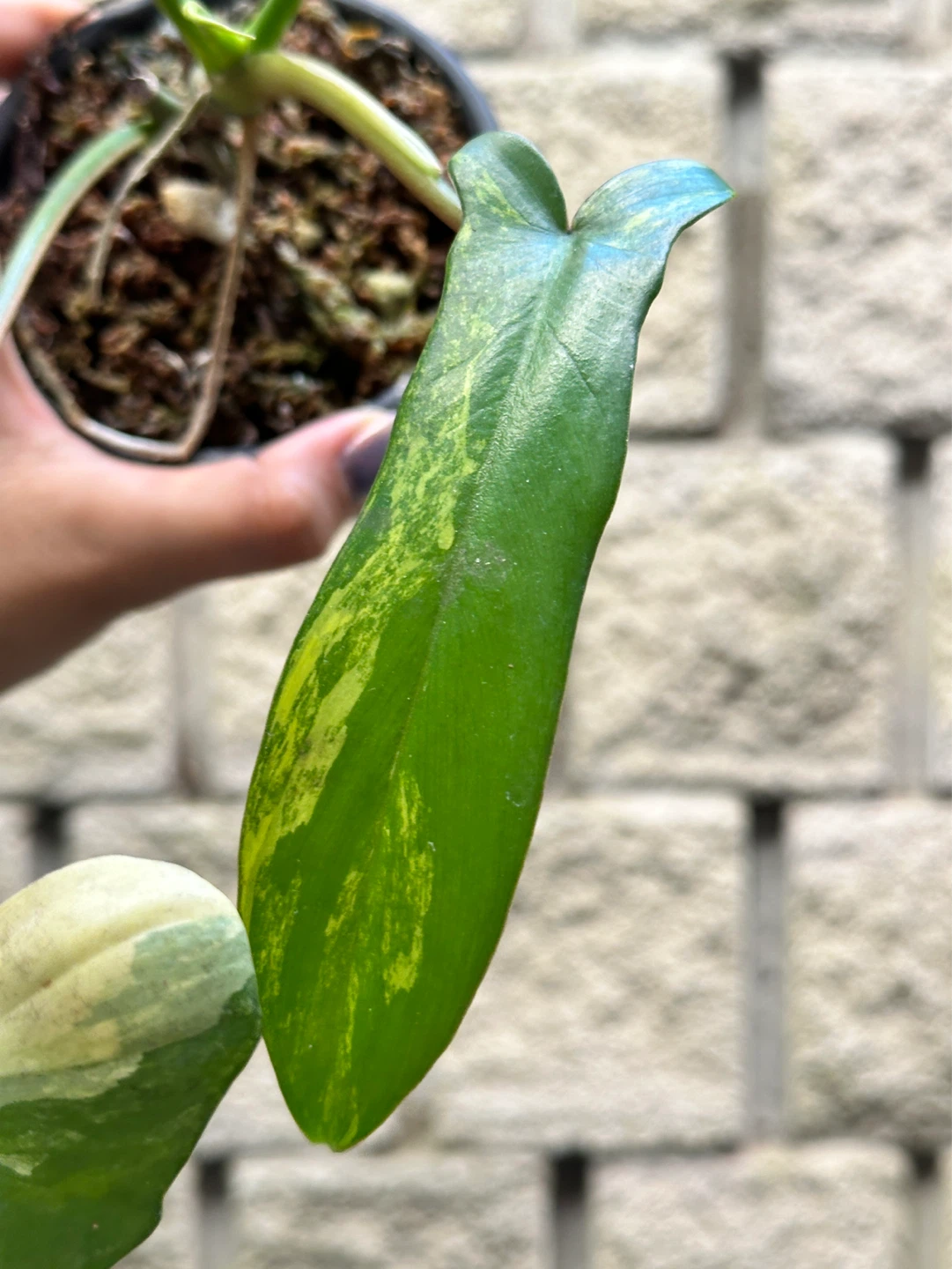 Philodendron Kitina Plant - photo 5