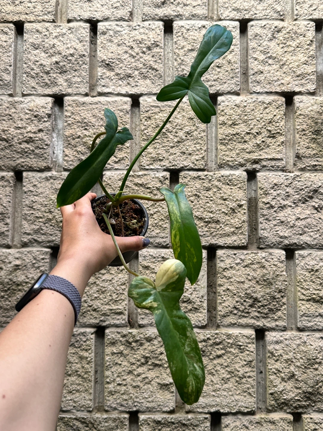 Philodendron Kitina Plant - photo 2