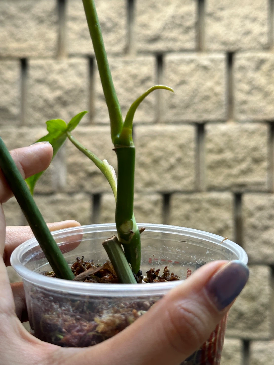 Philodendron Kitina Plant - photo 5