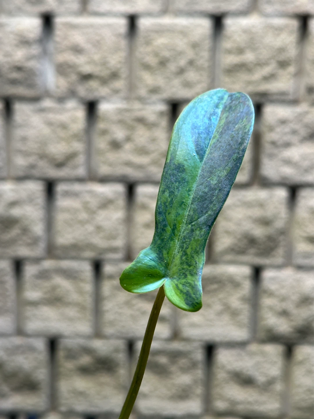 Philodendron Kitina Plant - photo 3