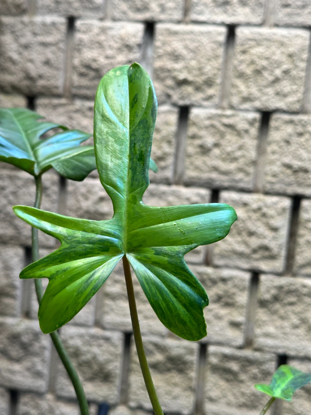 Philodendron Kitina Plant - photo 2