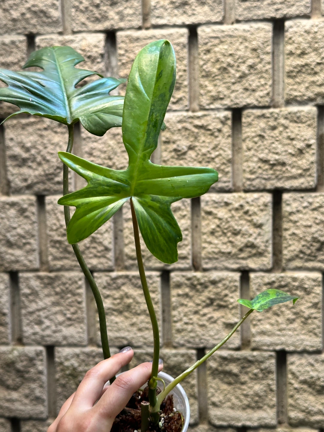Philodendron Kitina Plant