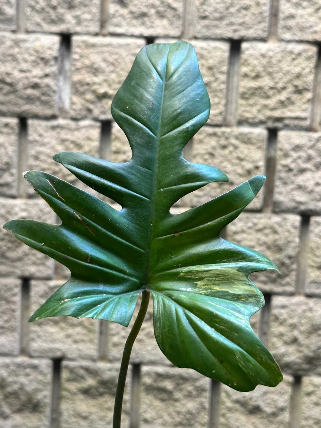 Philodendron Kitina Plant - photo 4