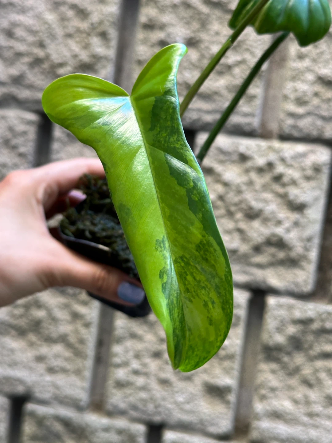 Philodendron Kitina Plant - photo 3