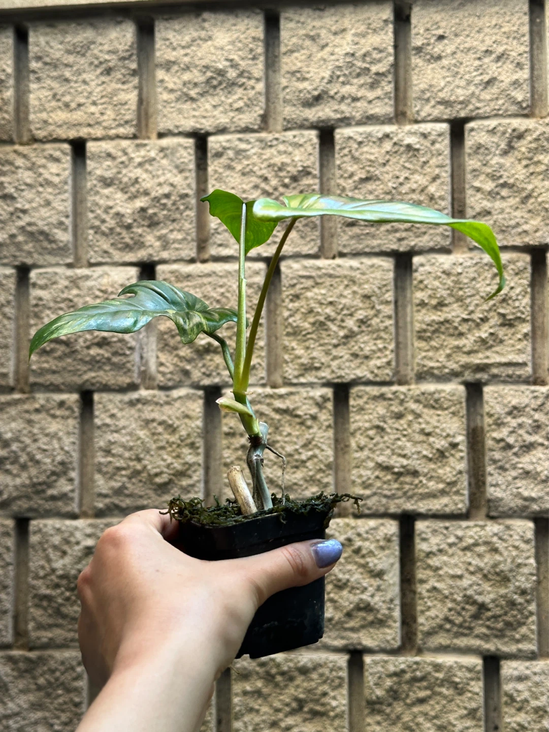Philodendron Kitina Plant - photo 2