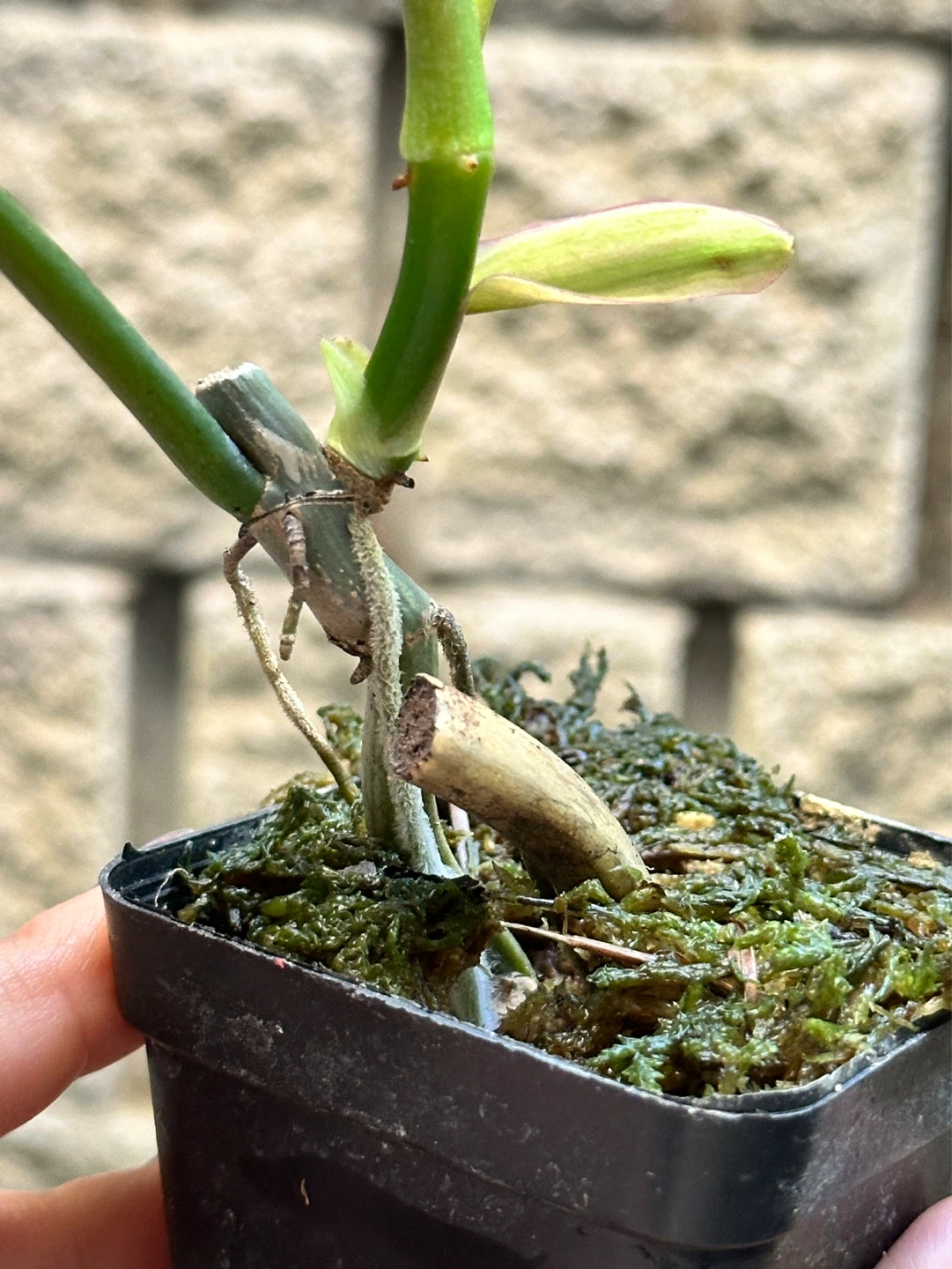 Philodendron Kitina Plant - photo 5