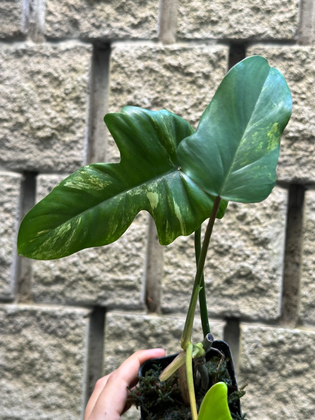 Philodendron Kitina Plant - photo 4