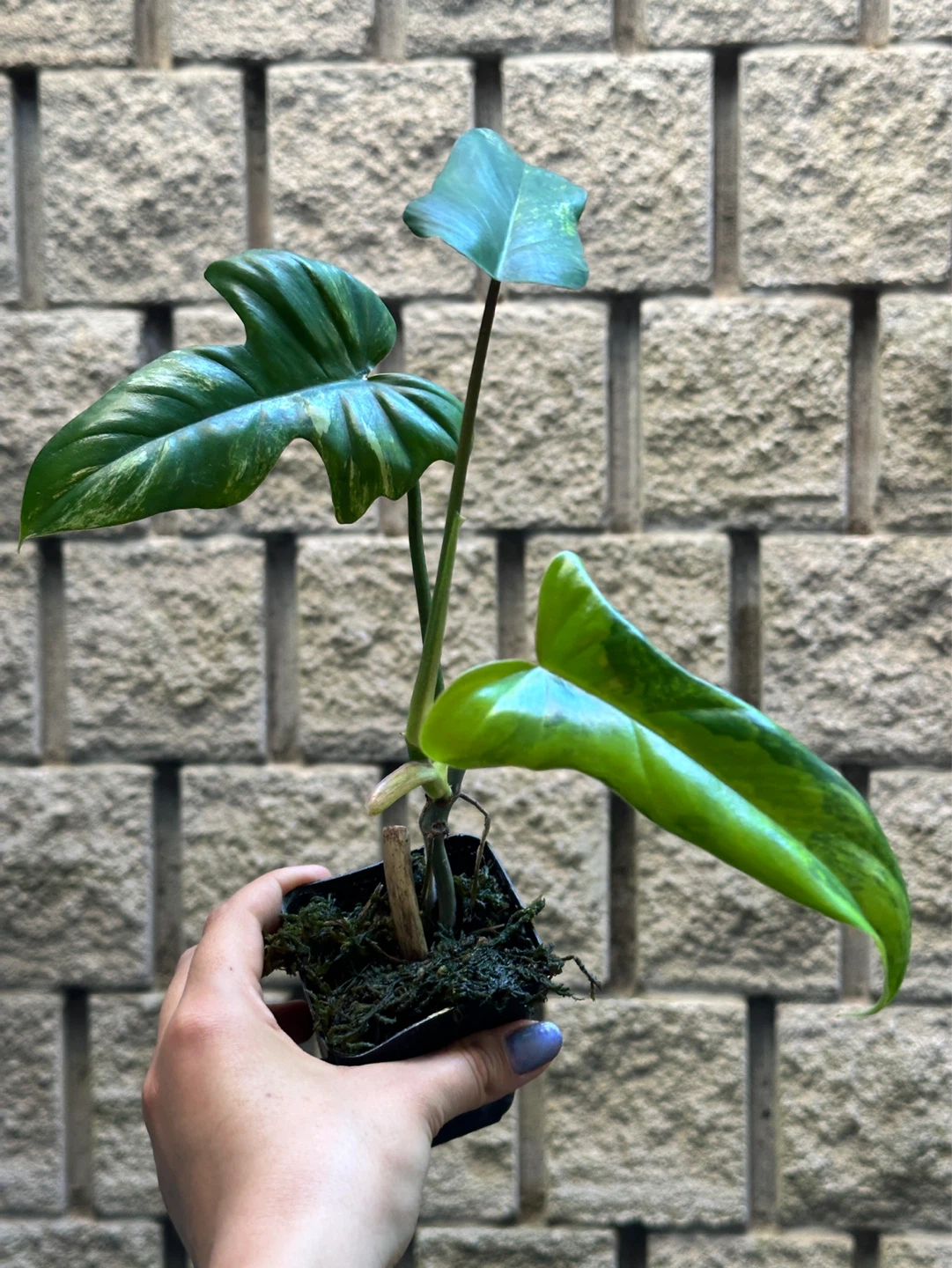 Philodendron Kitina Plant