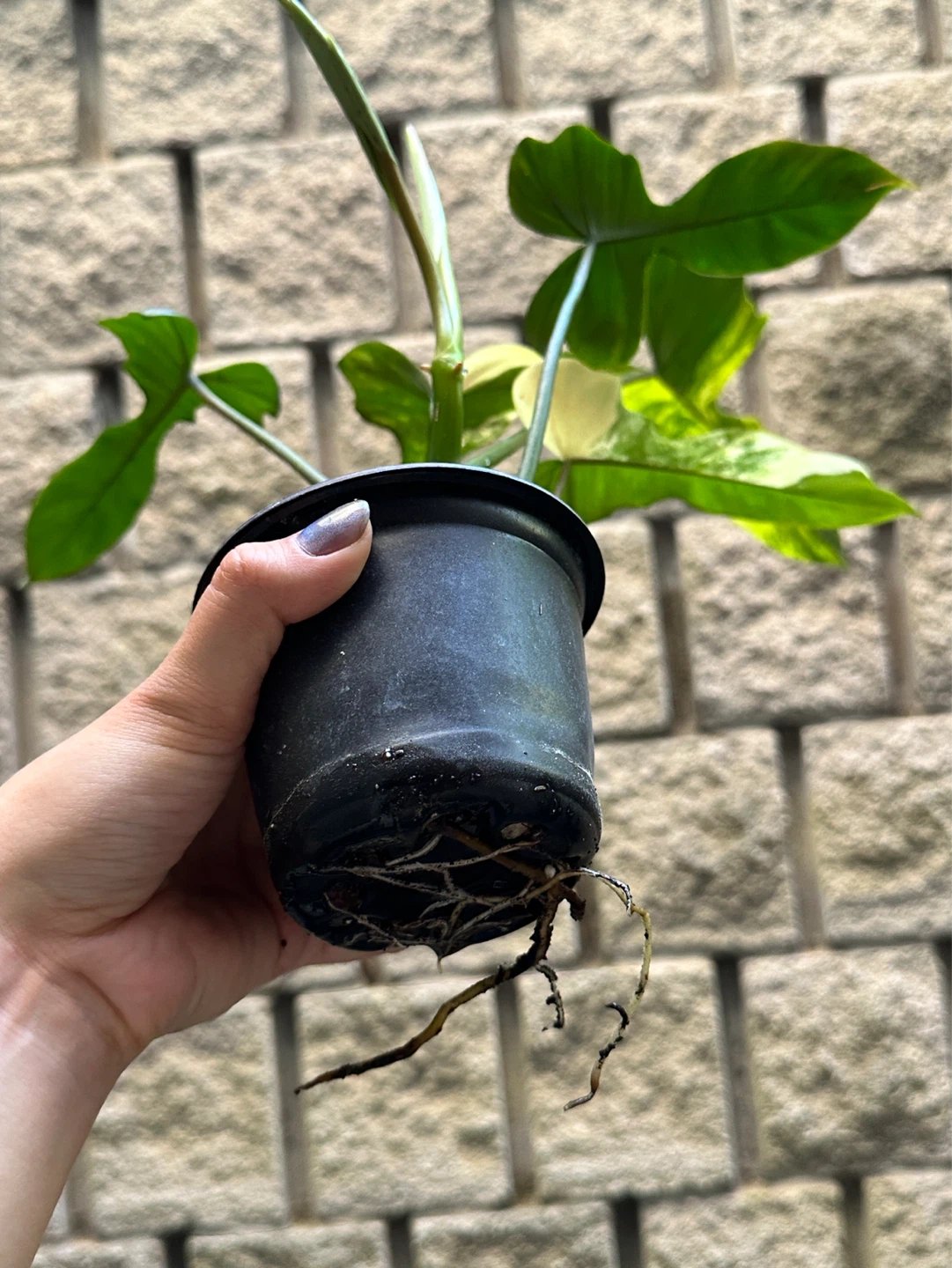 Philodendron Kitina Plant - photo 4