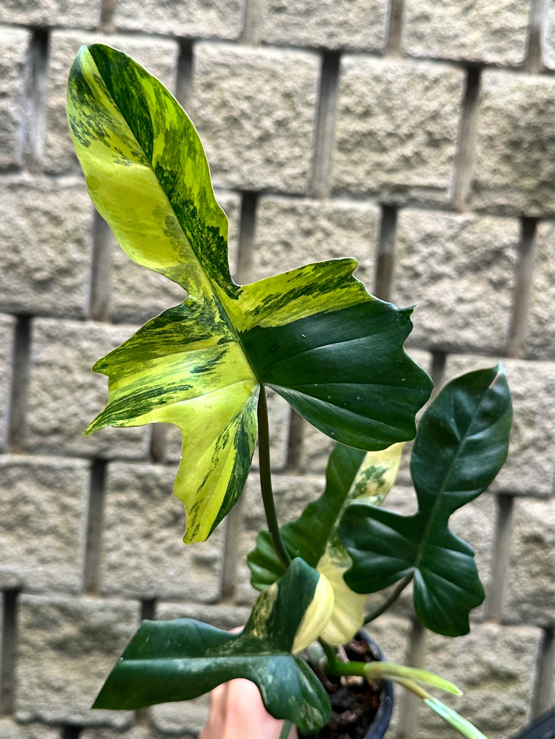 Philodendron Kitina Plant - photo 5