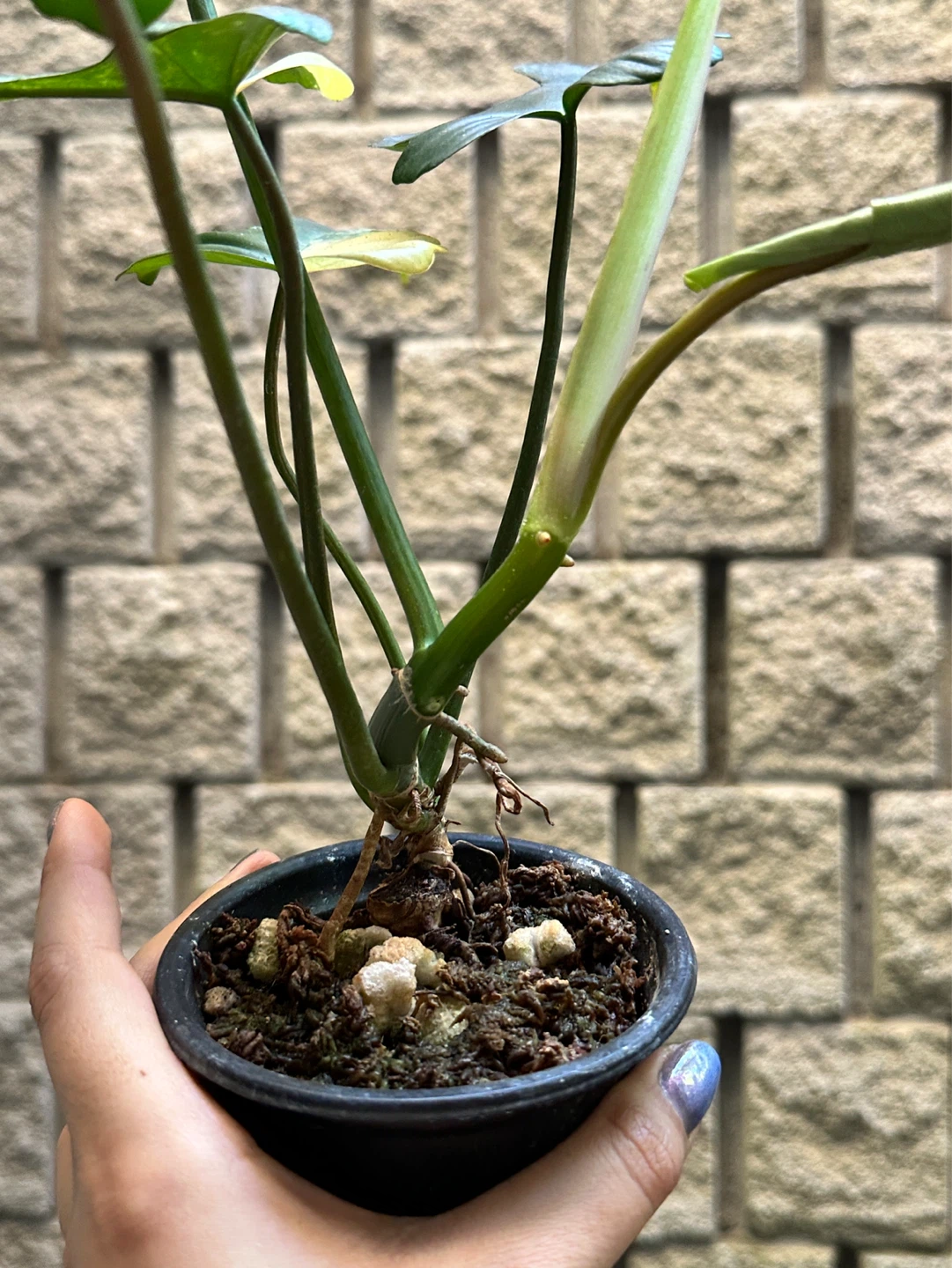 Philodendron Kitina Plant - photo 3