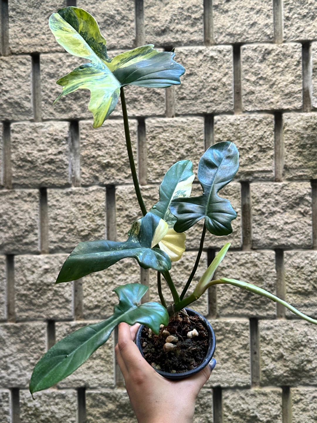 Philodendron Kitina Plant - photo 2