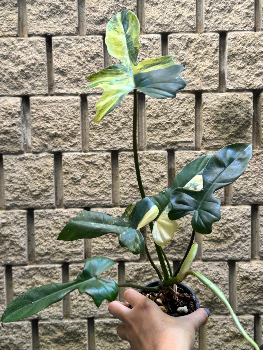 Philodendron Kitina Plant
