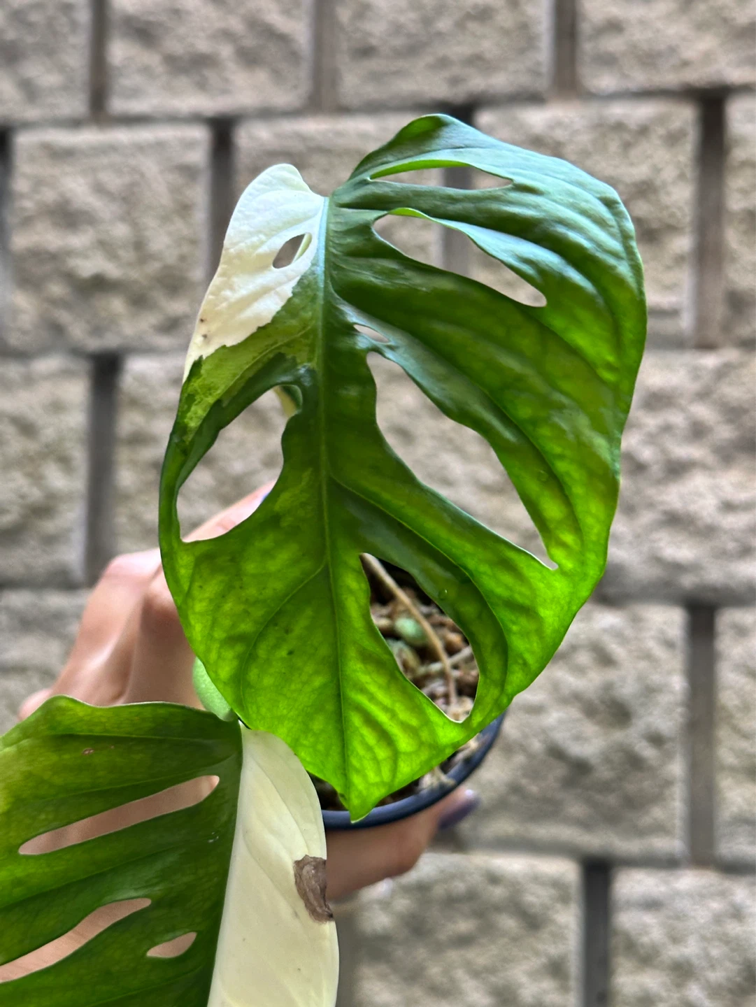 Monstera Adansonii Albo / Japanese Tricolor Variegated Plant - photo 5