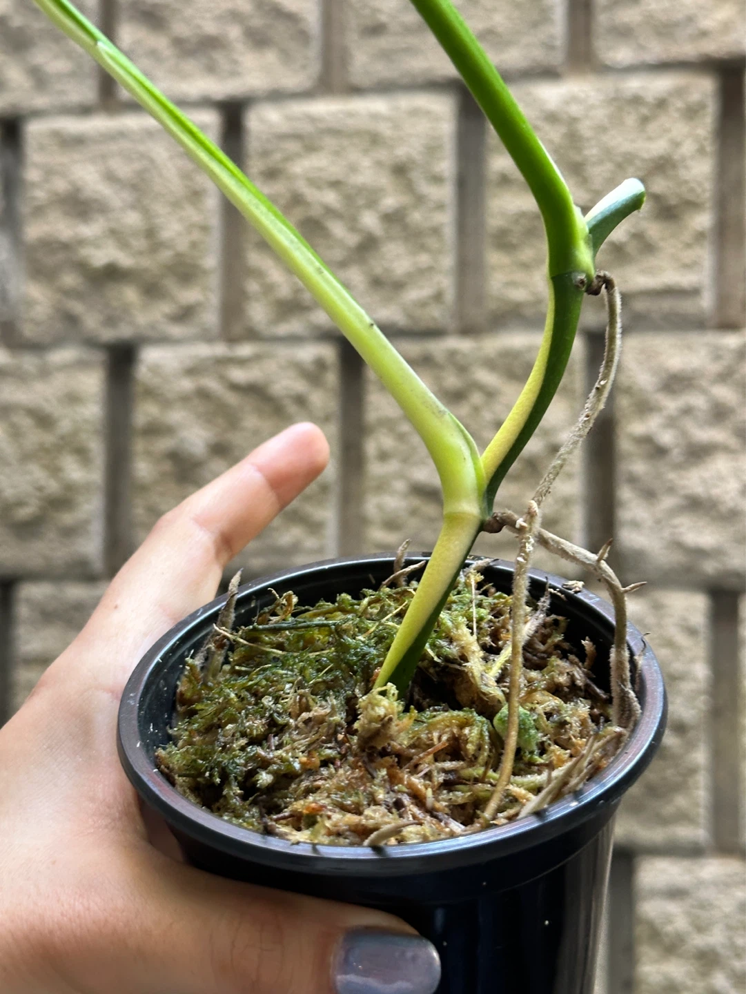 Monstera Adansonii Albo / Japanese Tricolor Variegated Plant - photo 3