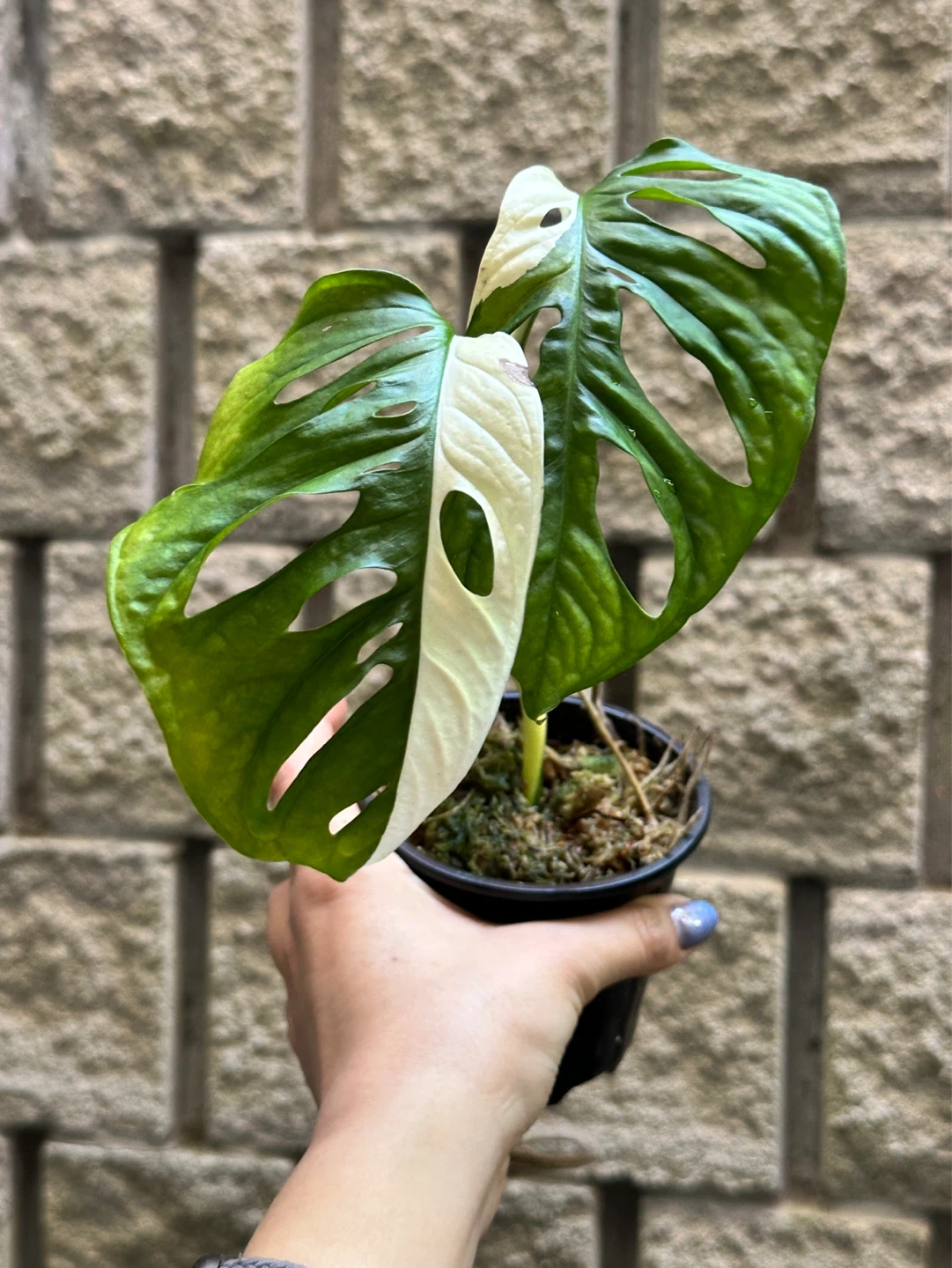 Monstera Adansonii Albo / Japanese Tricolor Variegated Plant