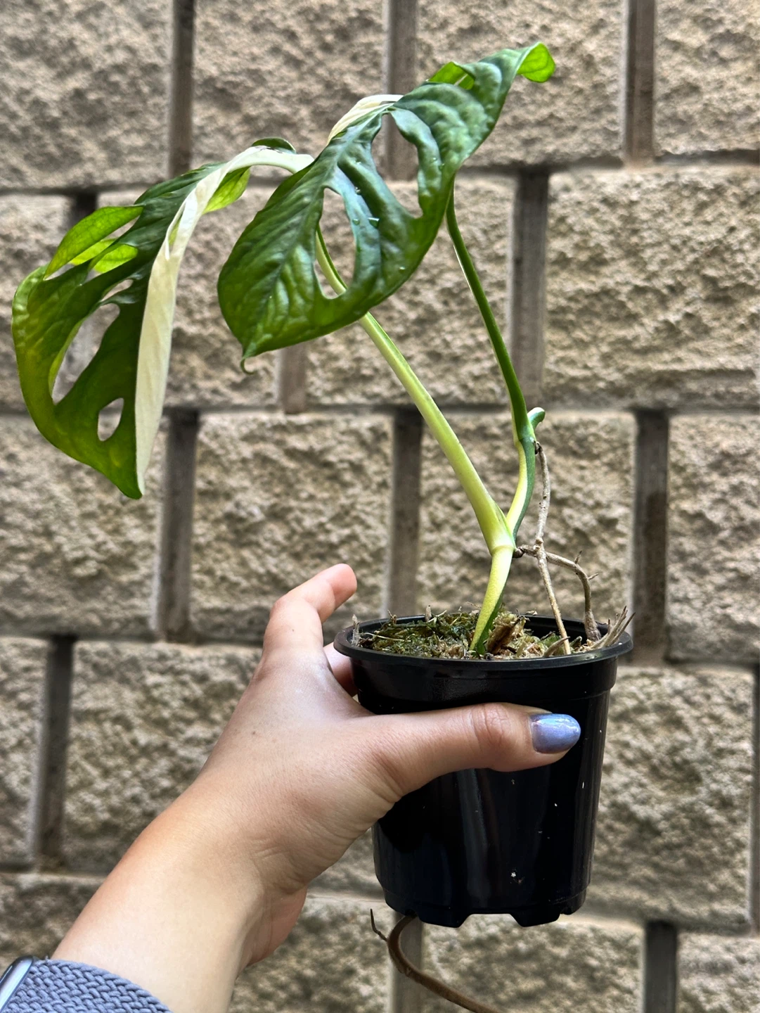 Monstera Adansonii Albo / Japanese Tricolor Variegated Plant - photo 2