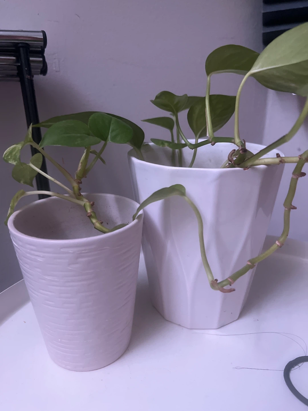 Plant in White Ceramic Pot