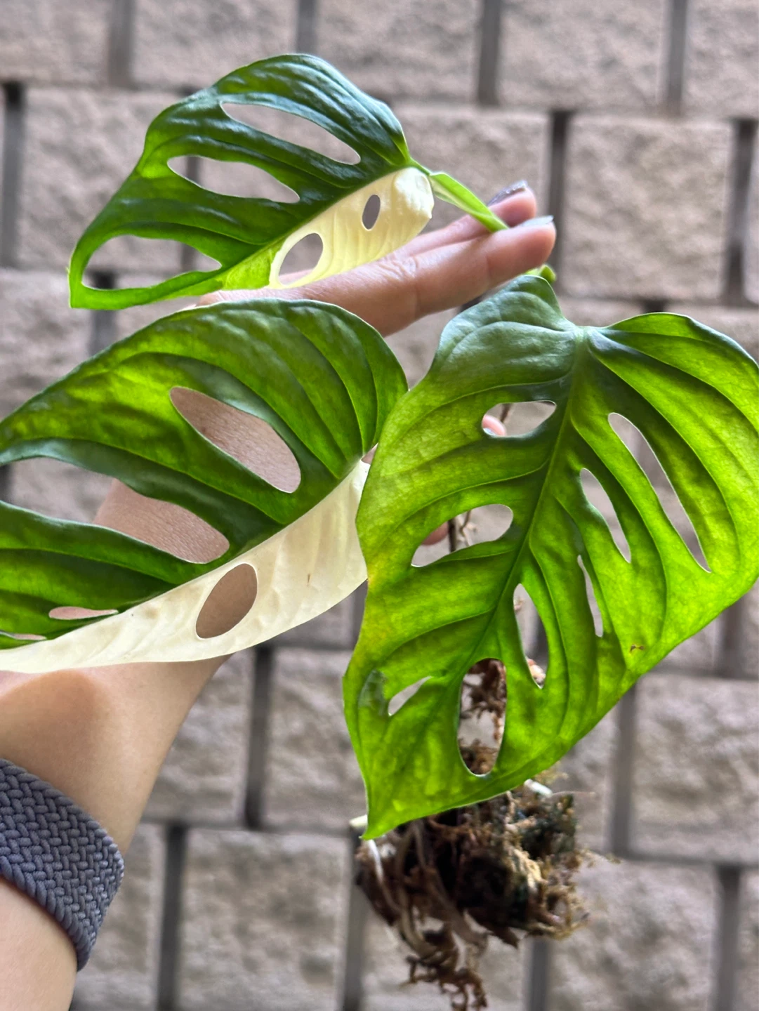 Monstera Adansonii Albo / Japanese Tricolor Variegated Plant