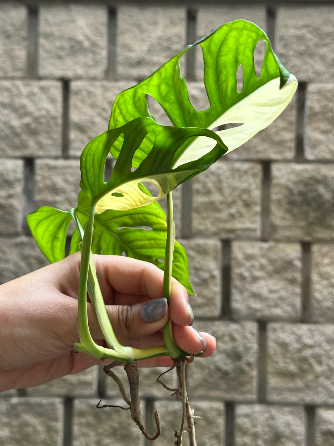 Monstera Adansonii Albo / Japanese Tricolor Variegated Plant - photo 3