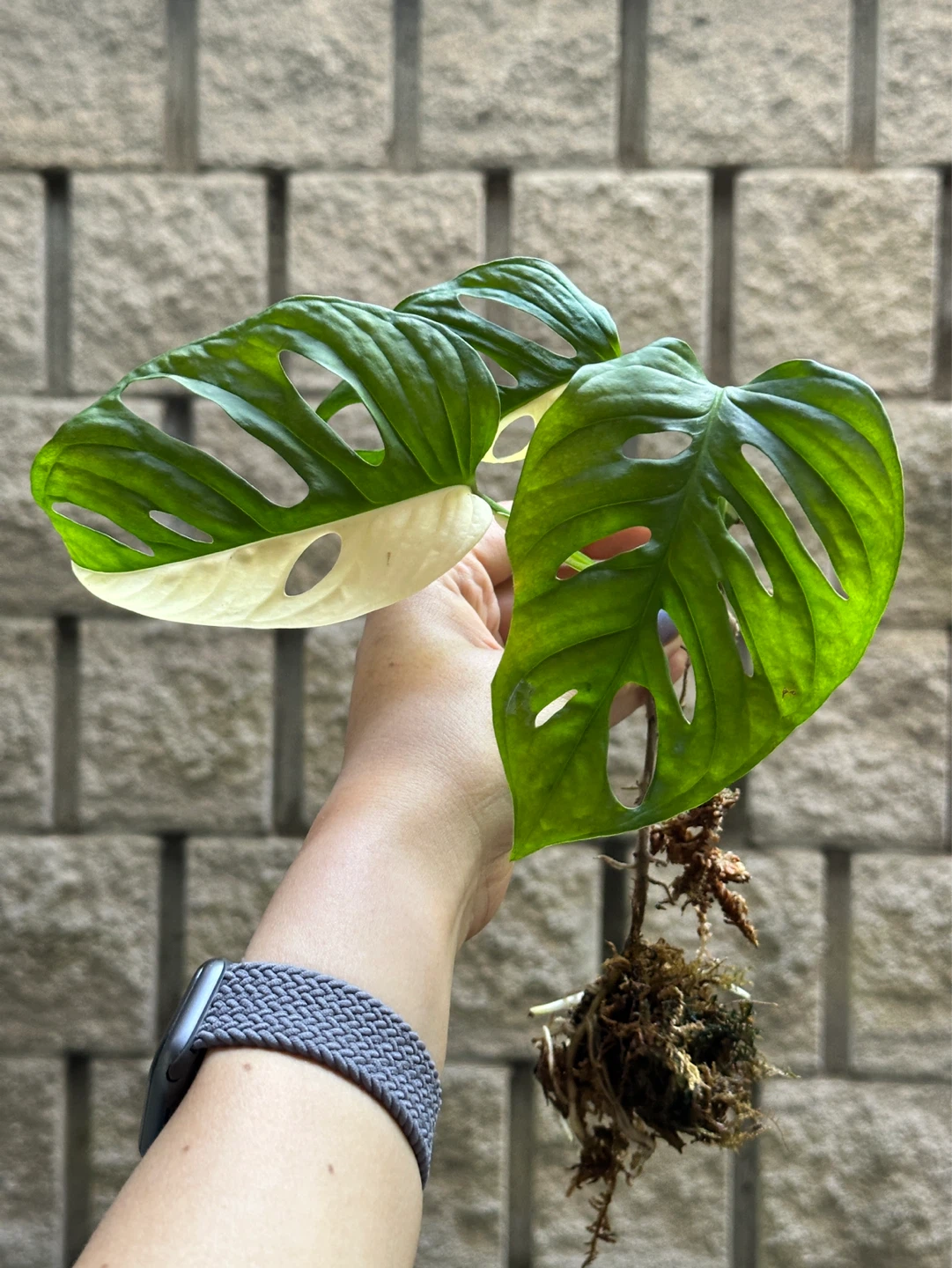 Monstera Adansonii Albo / Japanese Tricolor Variegated Plant - photo 2