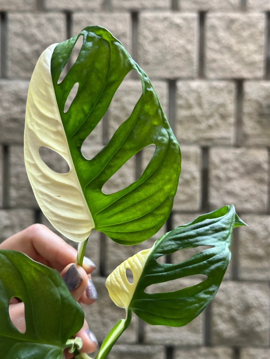 Monstera Adansonii Albo / Japanese Tricolor Variegated Plant - photo 5
