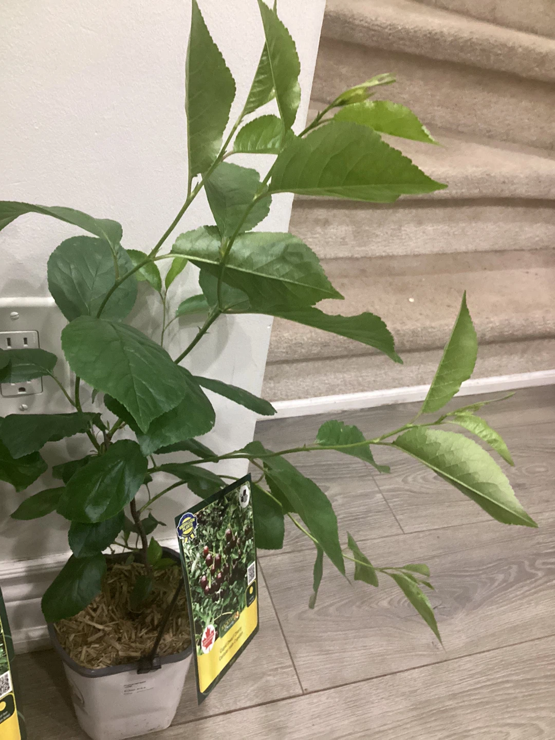 Medallion Plants "Canada Dwarf Cherry" Cerisier nain 'dwarfion'