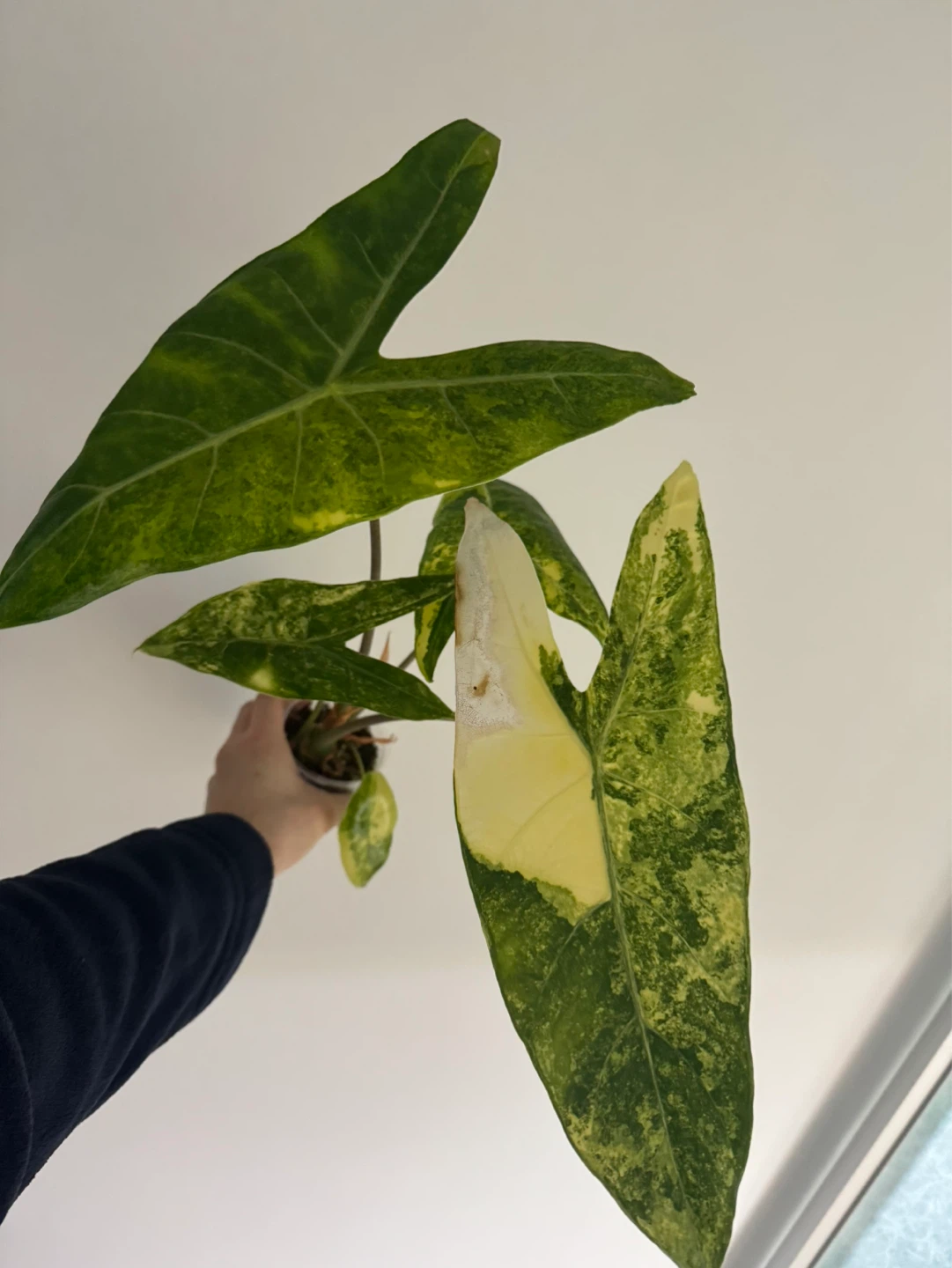 Alocasia longiloba Aurea corms - photo 4