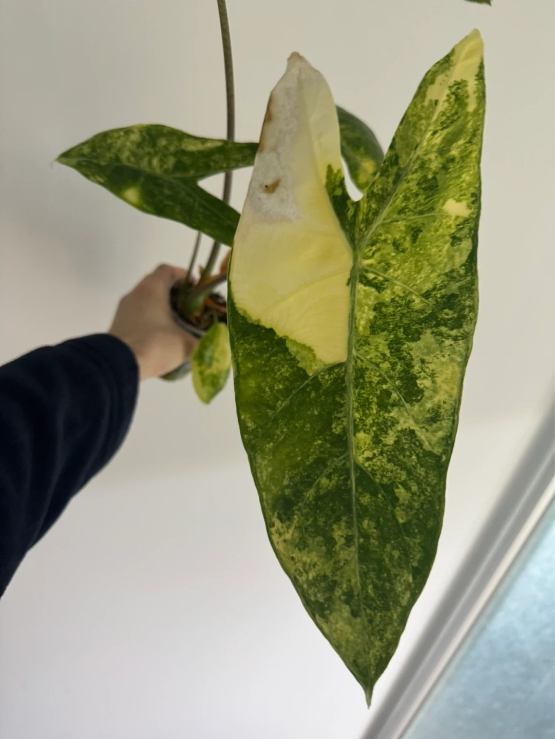 Alocasia longiloba Aurea corms - photo 2