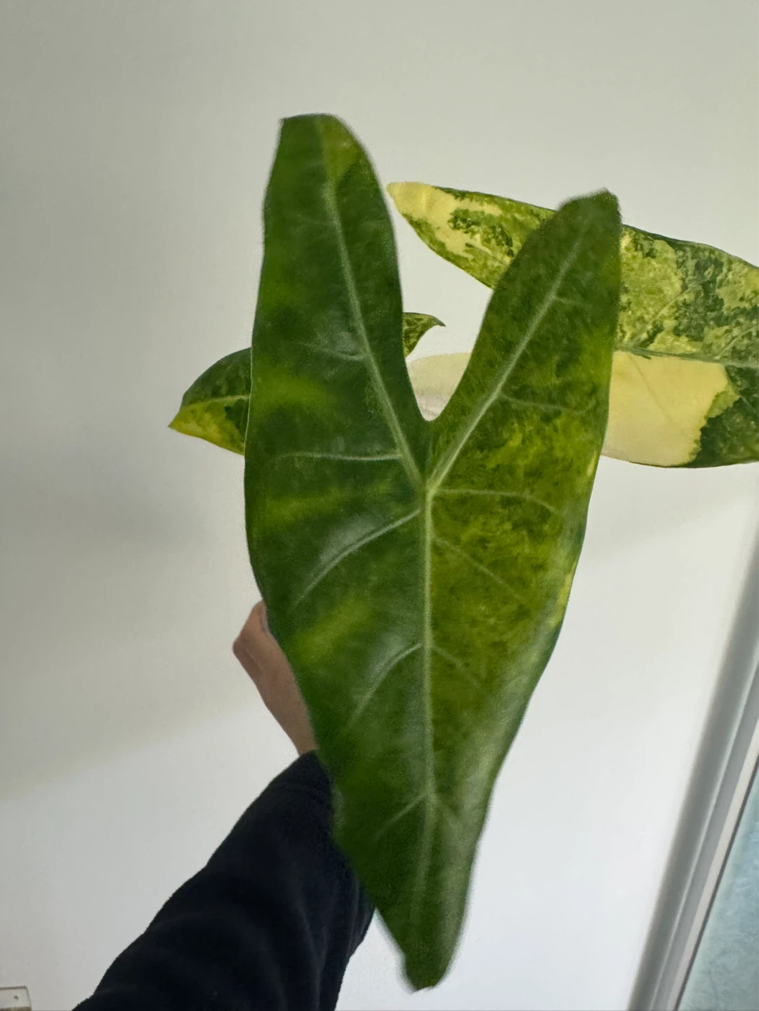 Alocasia longiloba Aurea corms - photo 3